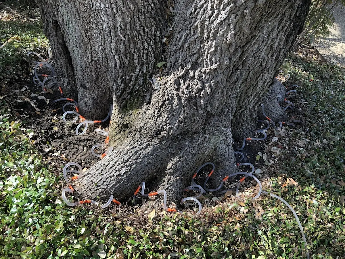 Detailed Tree Cabling and Bracing job site in Westtown