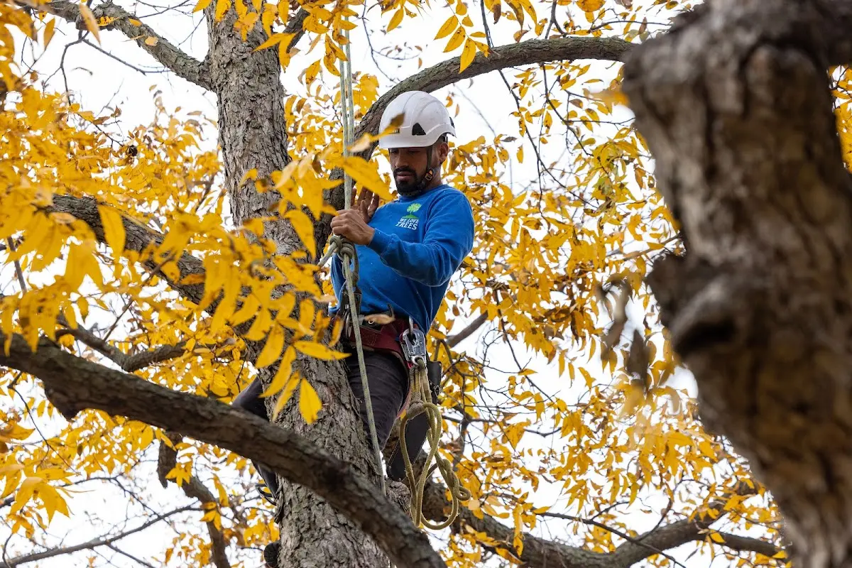 Skilled Tree Transplanting crew working in Westtown